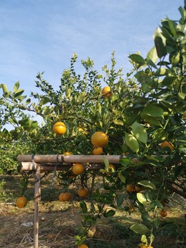 🍊小布布主播照片