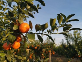 🍊小布布主播照片