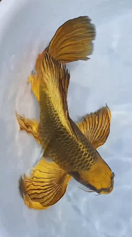 დ释怀დ主播照片