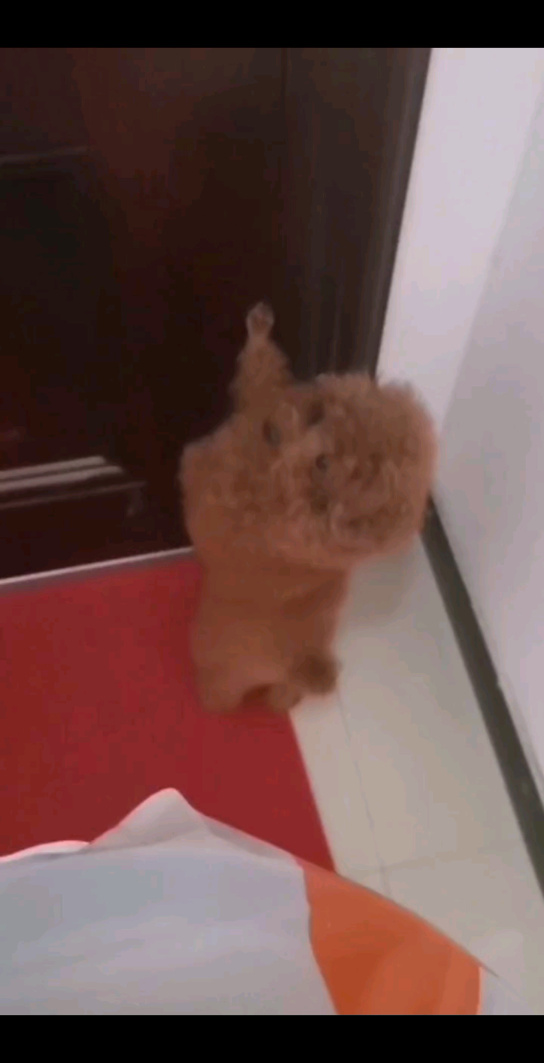 小肉肉/狂笑/狂笑