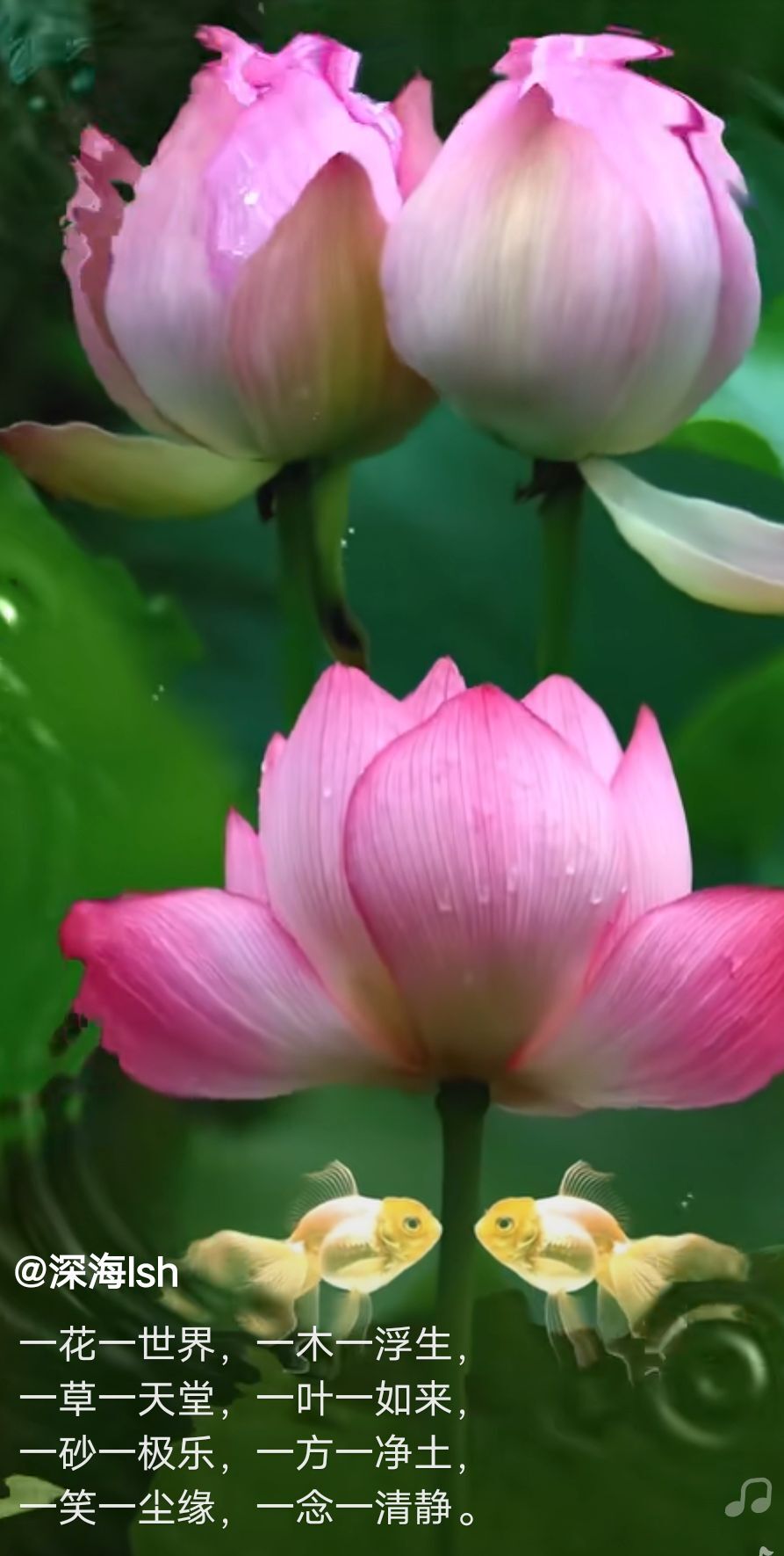 丑小鸭🌾一诺两世欢的图片
