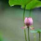 灵芝et