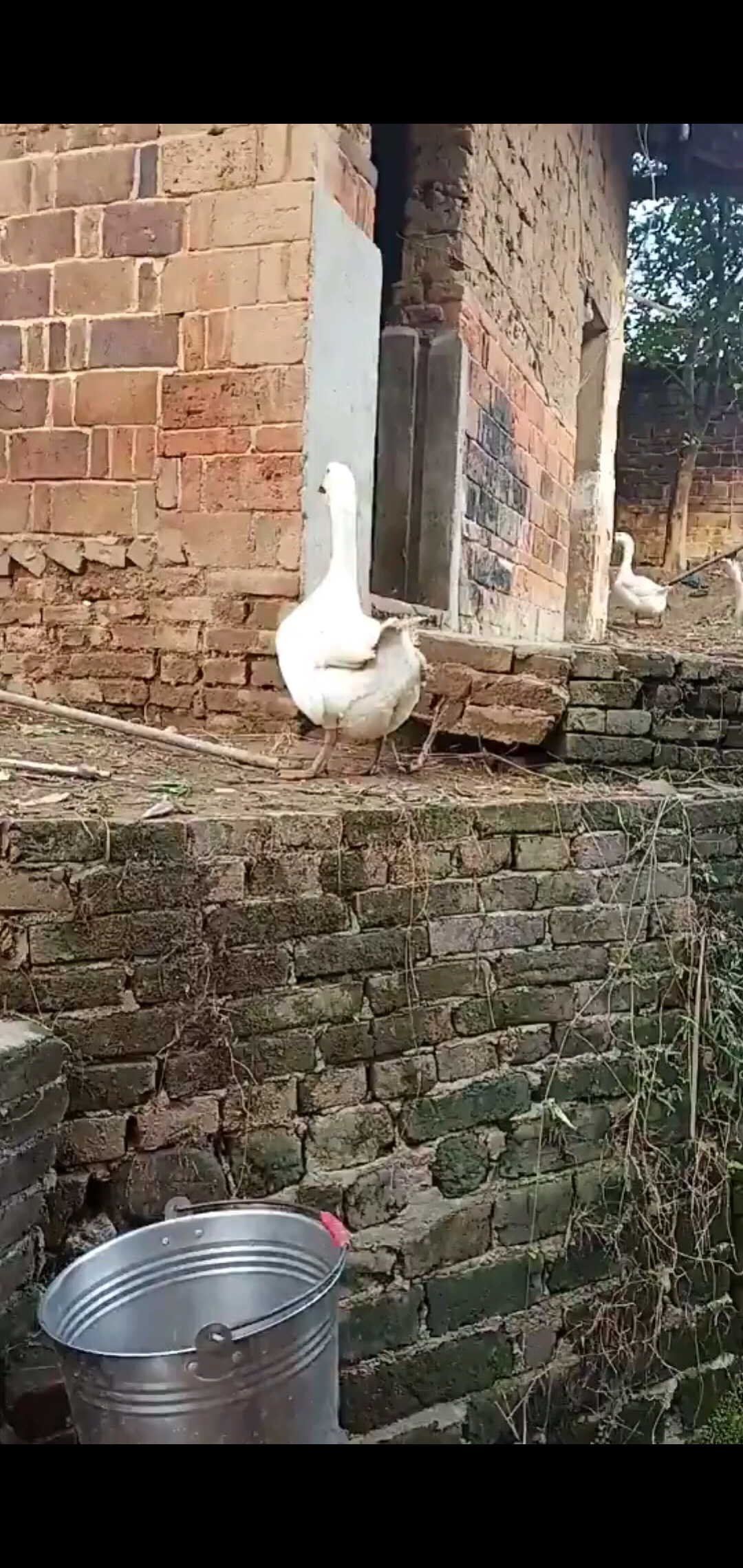 鹅鹅鹅