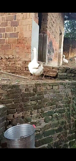 鹅鹅鹅
