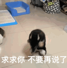 ❄Ⓜ️❥小灰🐺❄的图片