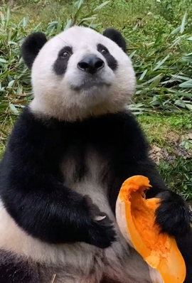 甜蜜未来乐在心怀主播照片