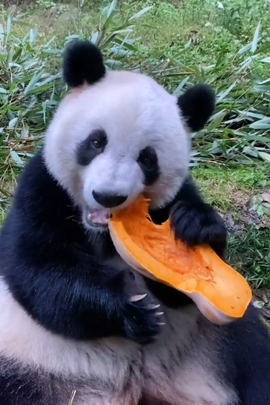 甜蜜未来乐在心怀主播照片