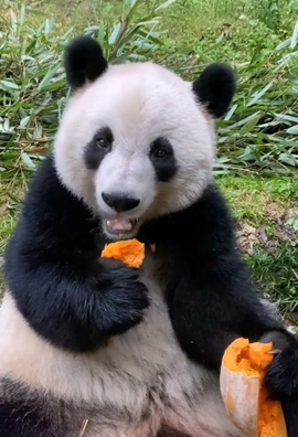 甜蜜未来乐在心怀主播照片