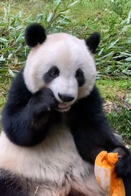 甜蜜未来乐在心怀主播照片