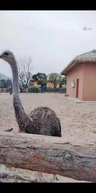 冫火鸟啊好可爱的宝宝