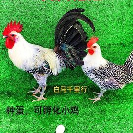我的皇帝陛下主播照片