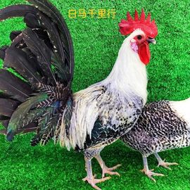 我的皇帝陛下主播照片