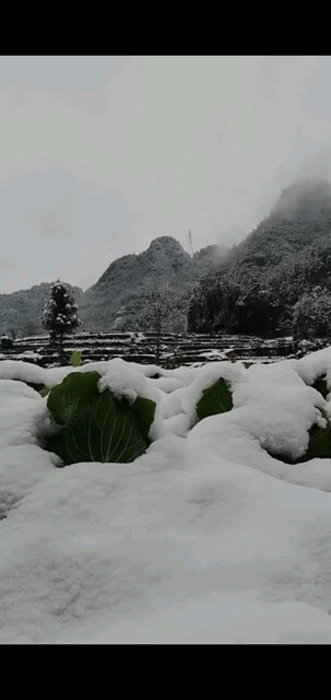 瑞雪兆丰年