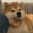 8.8分