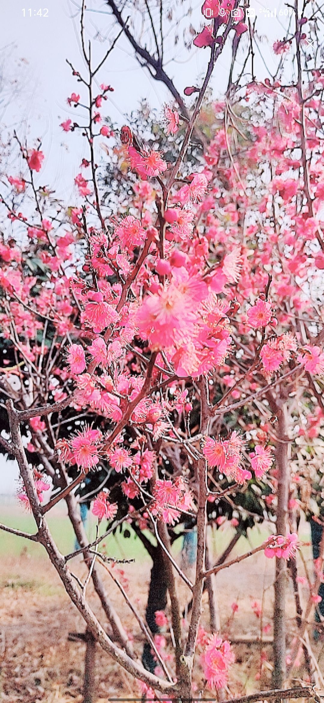 婷婷💕感恩有你陪伴的图片