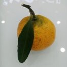 细泽妹海报