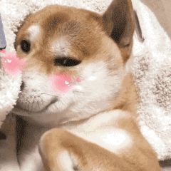 阳阳💕晚上见主播照片