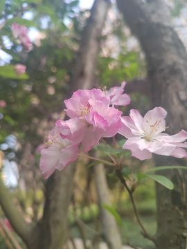 初夏～薇主播照片