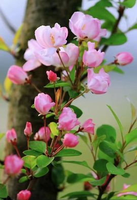 小玲儿～求卡求票主播照片