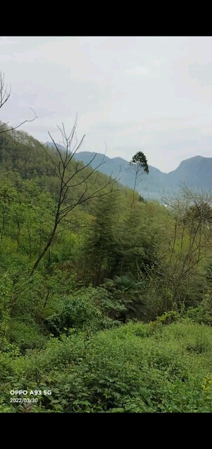 这样的大山里也寻不到