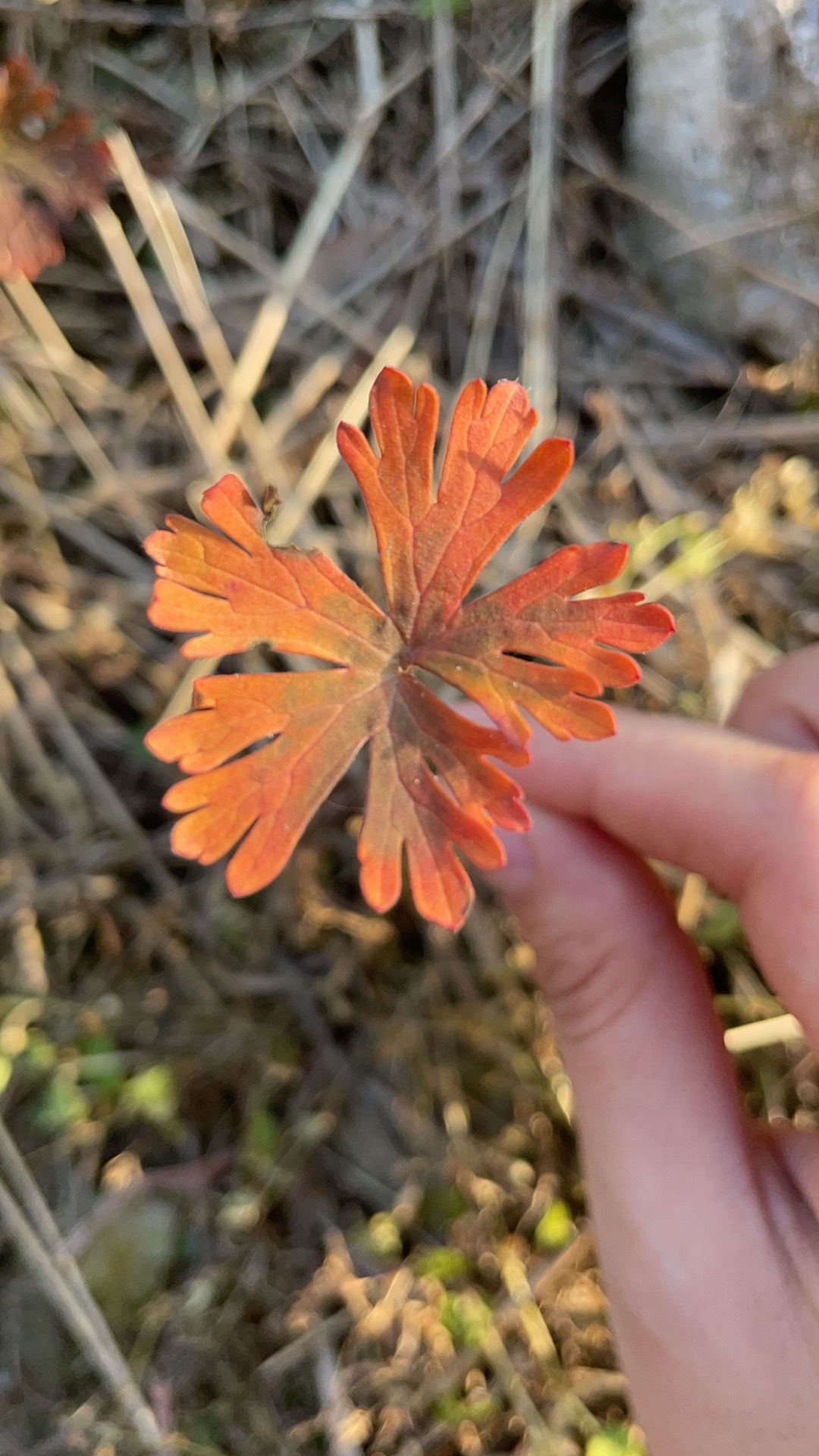 ♚~小巴豆~贪财好色的图片