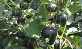 September★主播照片