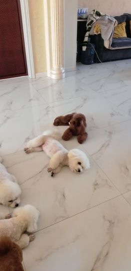 灵儿🎶暂休主播照片