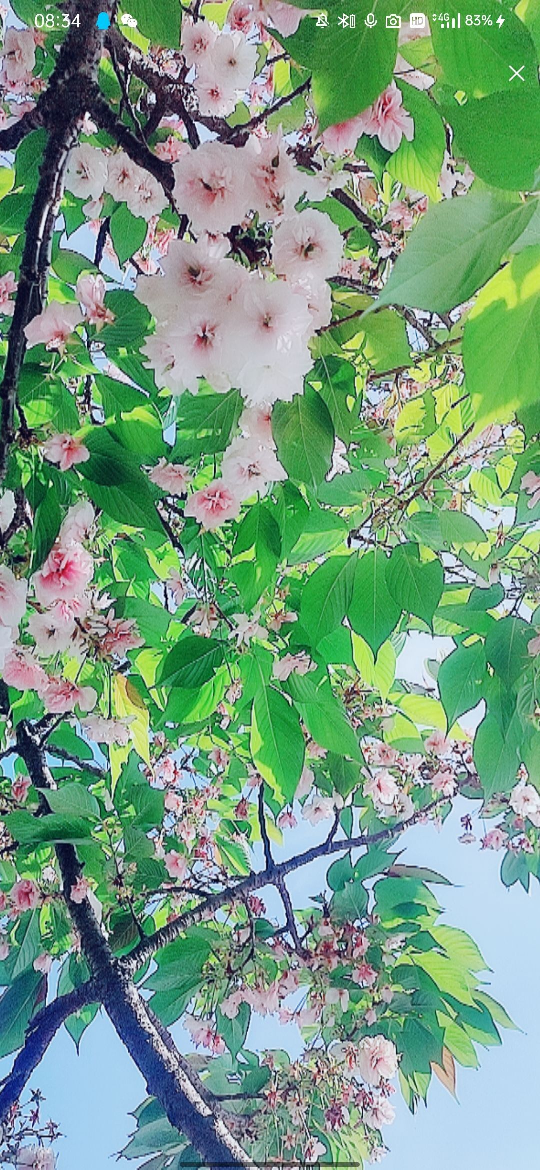 婷婷💕感恩有你陪伴的图片