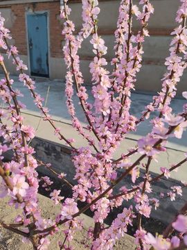 🌸🌸豆花🌸🌸主播照片