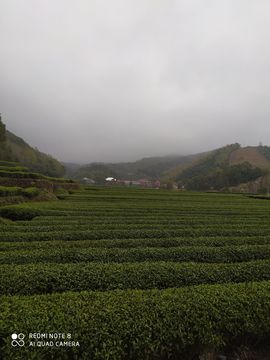 清风徐来，清莹竹马的图片