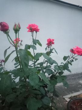 果果(平安好运)主播照片