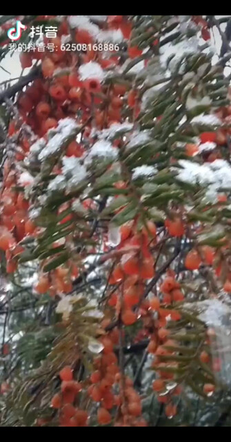 大雪中的红豆杉果百年