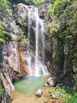 藏獒王∶成龙沸沸主播照片
