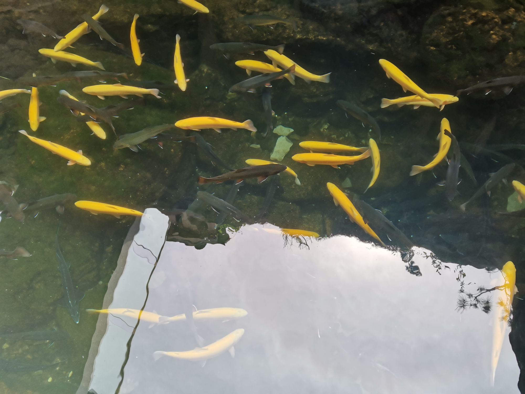 娃の娃的图片