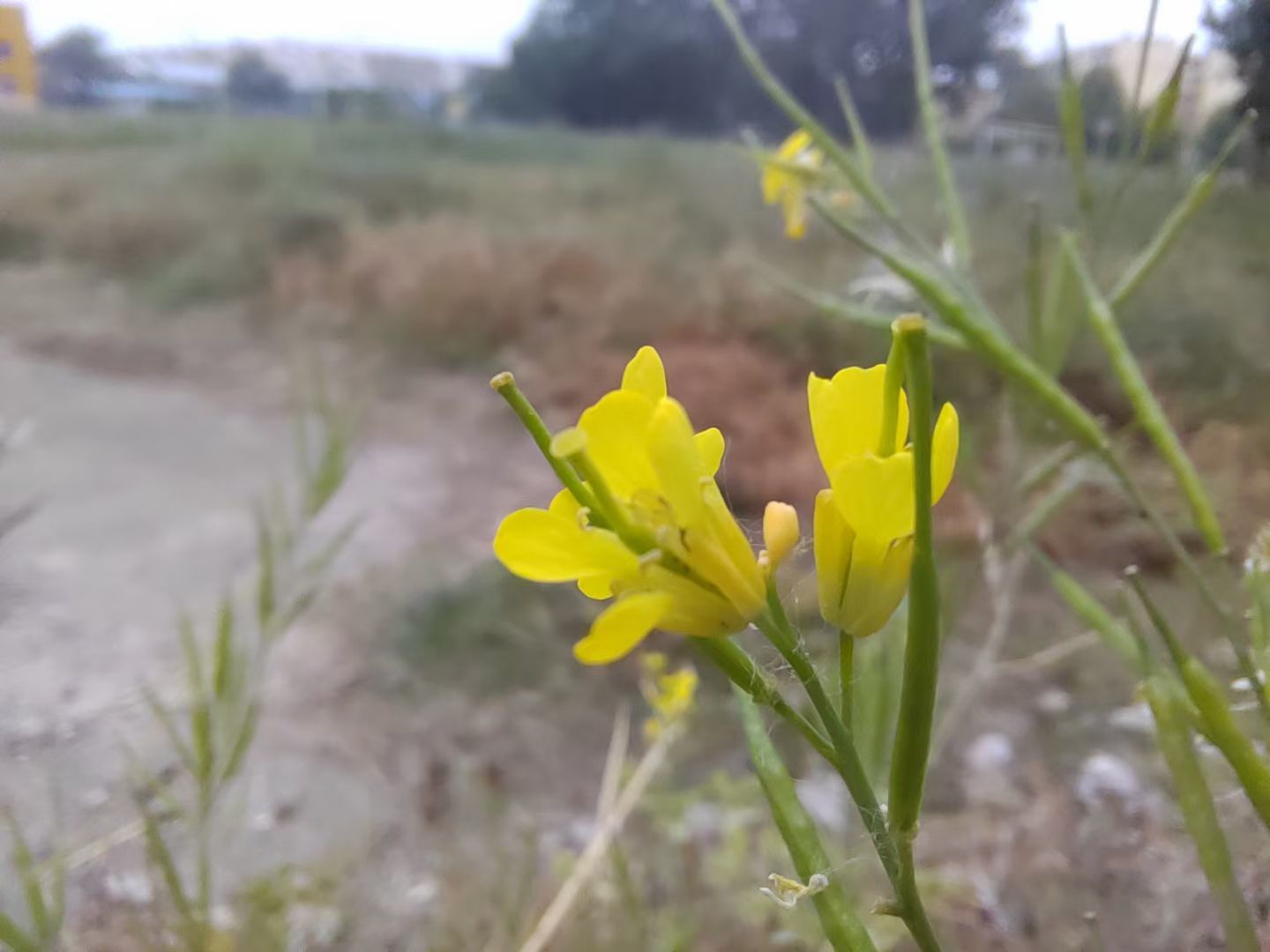 果果(平安好运)的图片