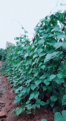 甜蜜未来乐在心怀主播照片