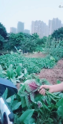 甜蜜未来乐在心怀主播照片