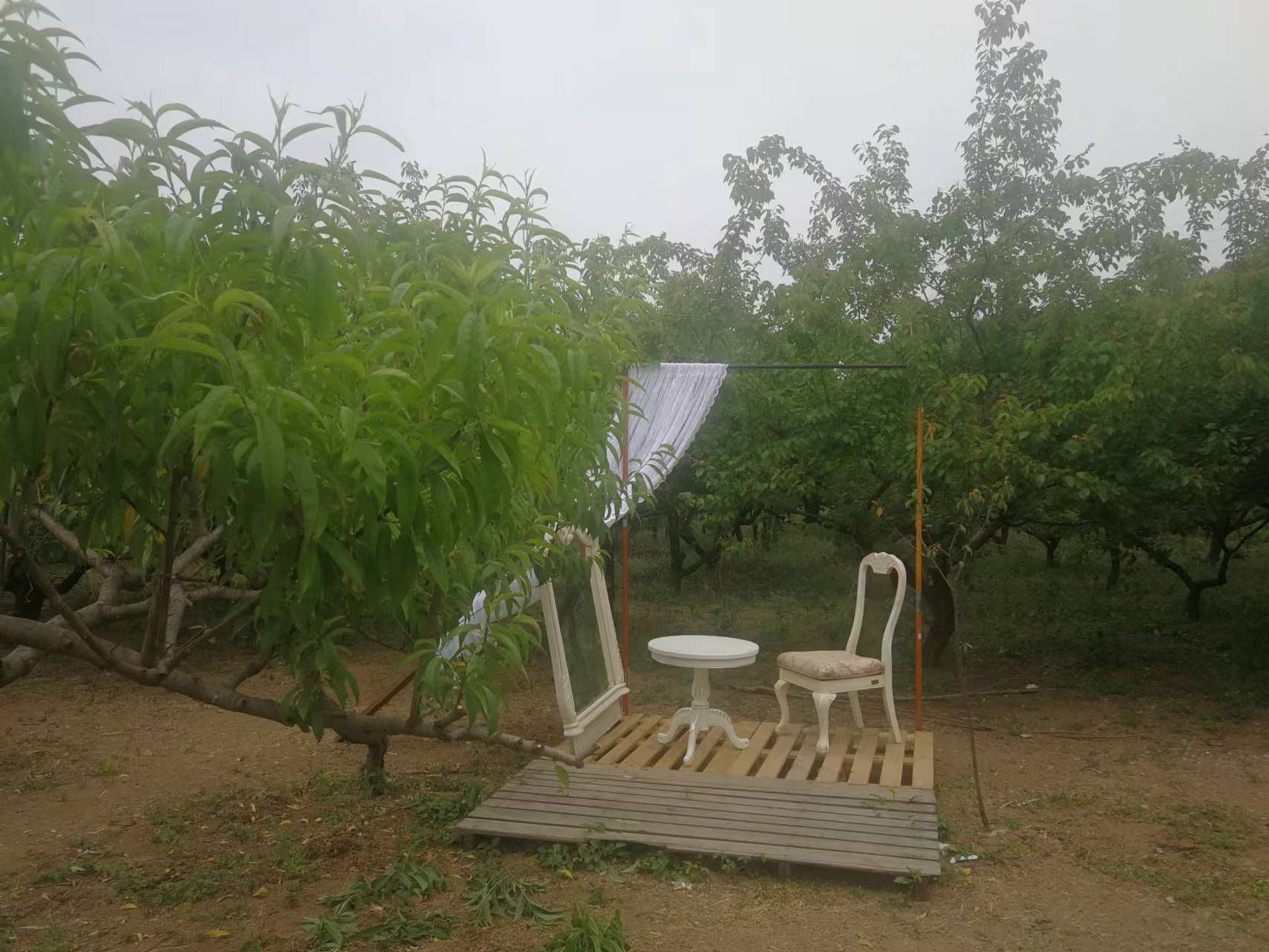 果果(平安好运)的图片