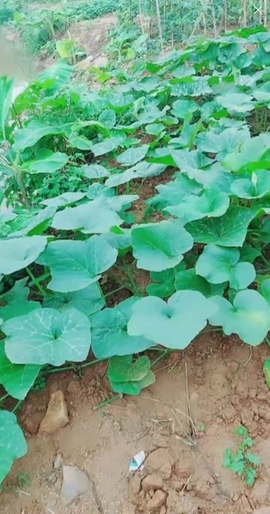 甜蜜未来乐在心怀主播照片