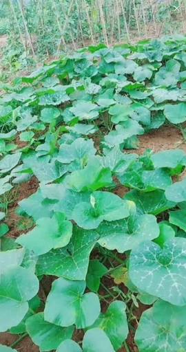 甜蜜未来乐在心怀主播照片