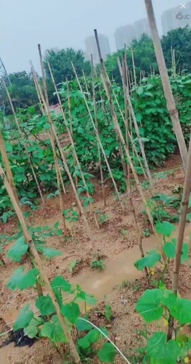 甜蜜未来乐在心怀主播照片