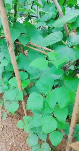 甜蜜未来乐在心怀主播照片