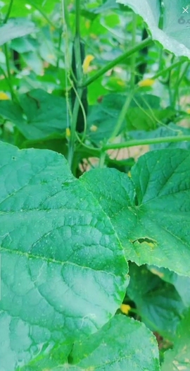 甜蜜未来乐在心怀主播照片