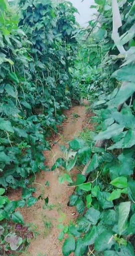 甜蜜未来乐在心怀主播照片