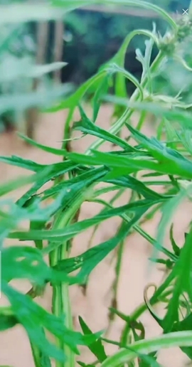 甜蜜未来乐在心怀主播照片