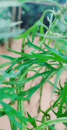 甜蜜未来乐在心怀主播照片
