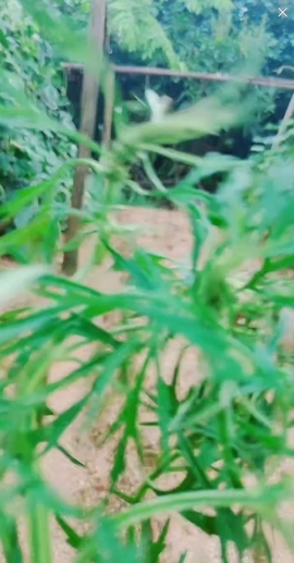 甜蜜未来乐在心怀主播照片