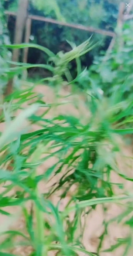 甜蜜未来乐在心怀主播照片