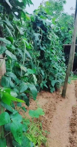 甜蜜未来乐在心怀主播照片
