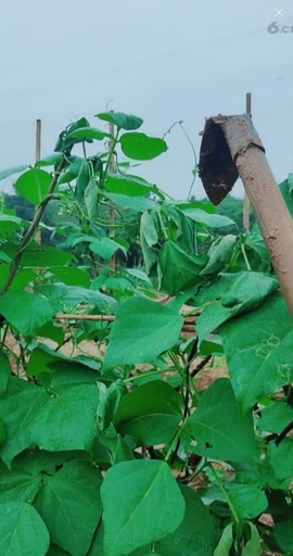甜蜜未来乐在心怀主播照片